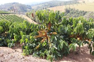 Kávovníkové kríky na plantáži v Brazílii