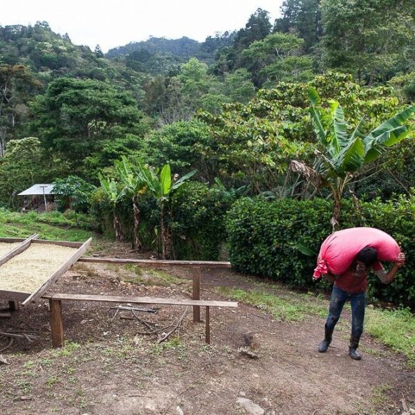 Sušenie kávovníkových zŕn na farme v Nicarague