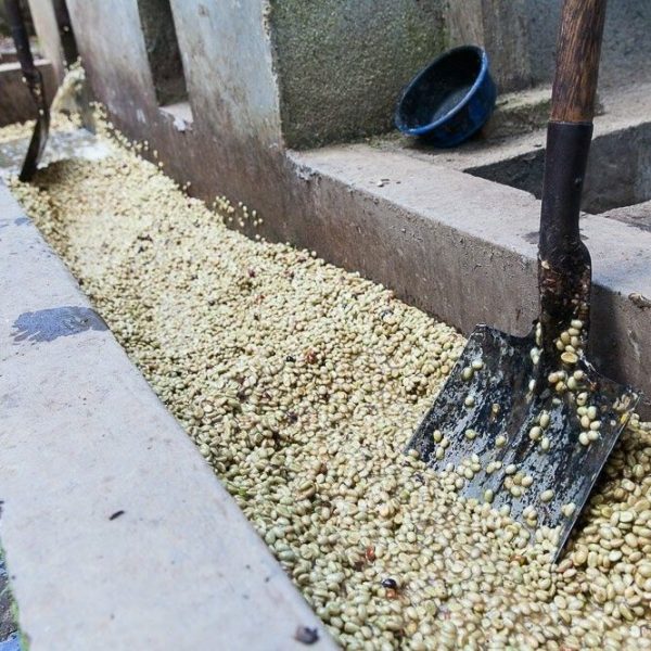 Mokré spracovanie kávy v Nicarague