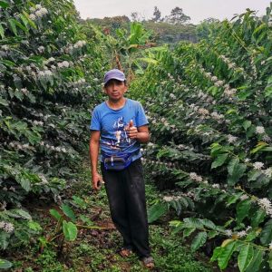 Farmár medzi kávovníkovými kríkmi v Peru.